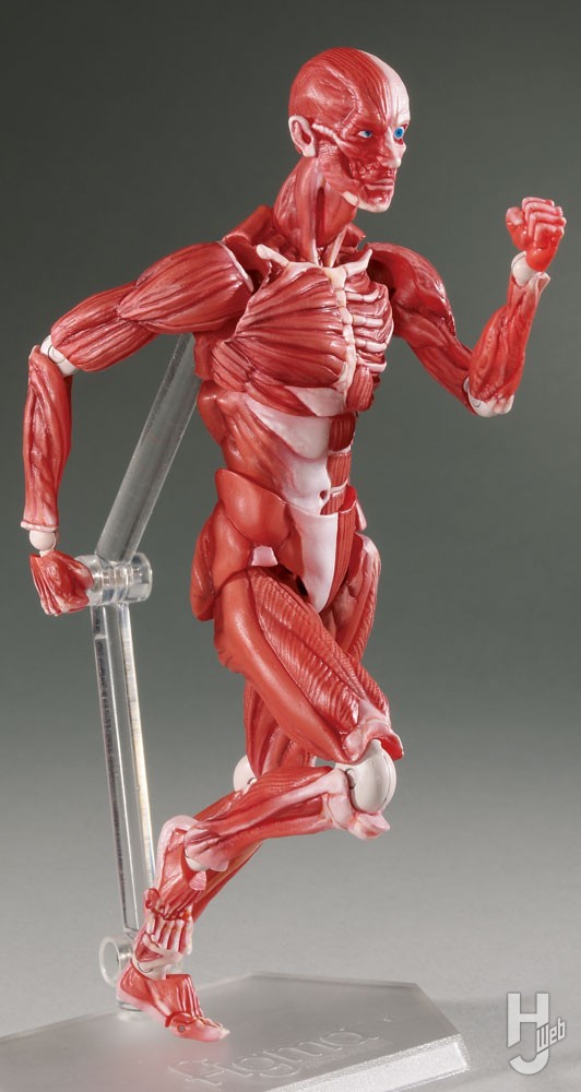 人体模型のランニングポーズの画像