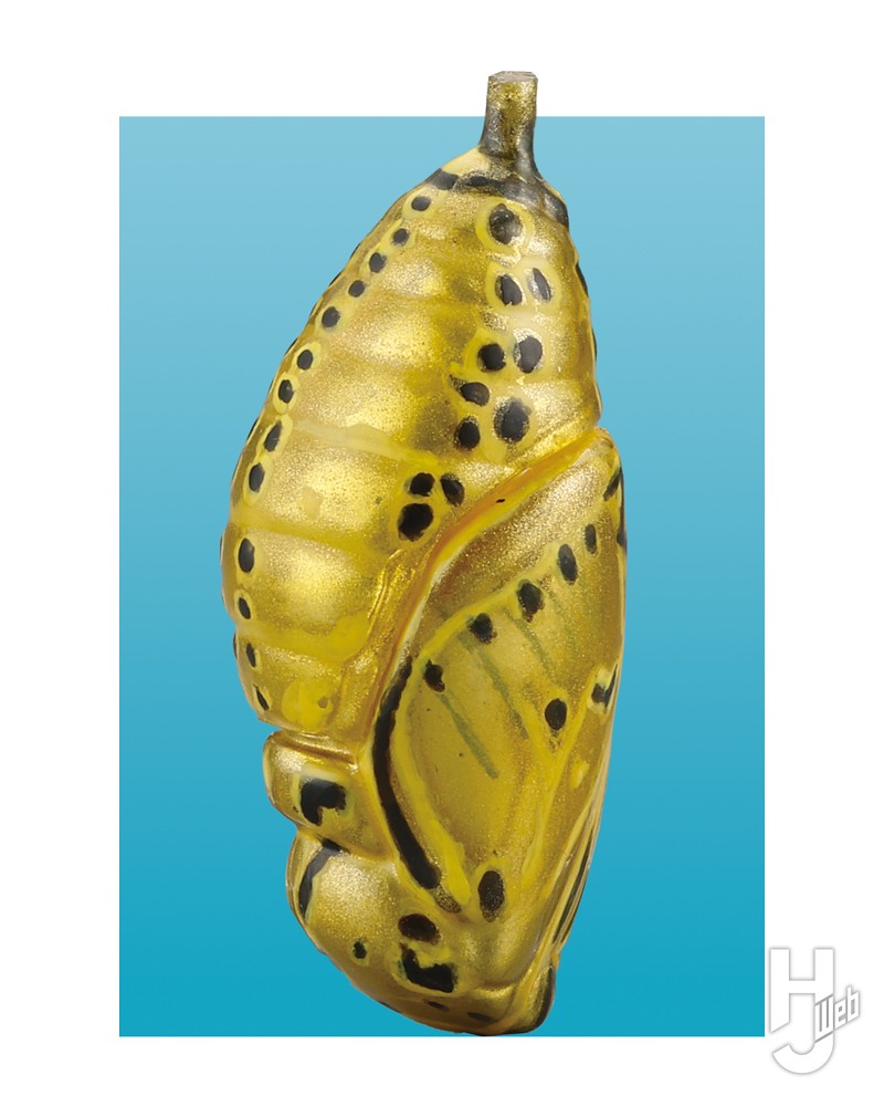 オオゴマダラの金色の蛹の画像