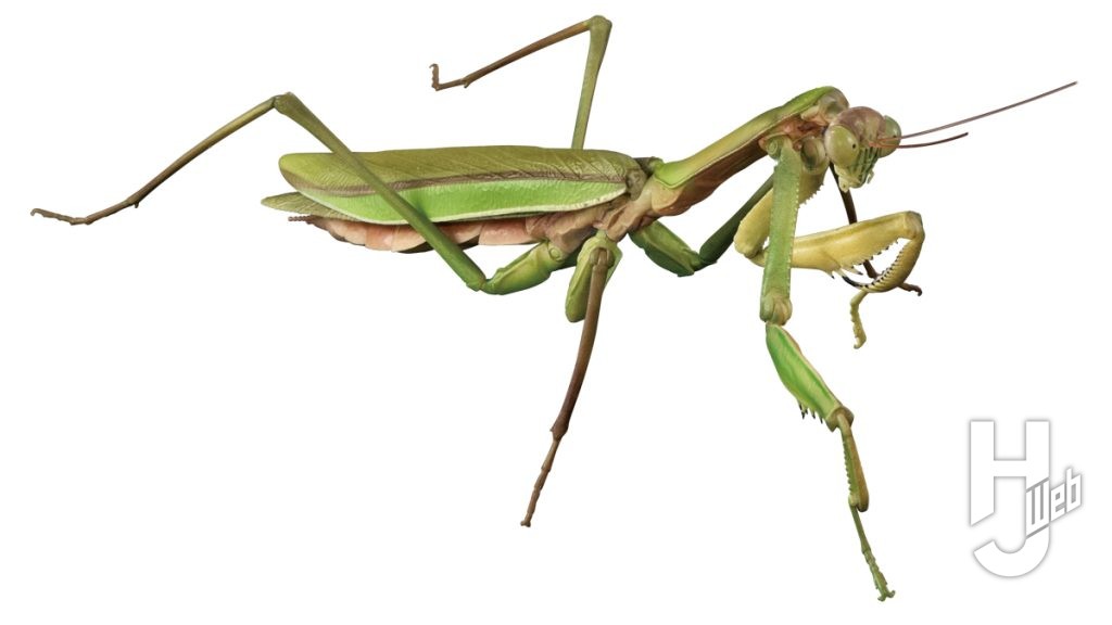 オオカマキリ緑色型のカプセルトイの画像