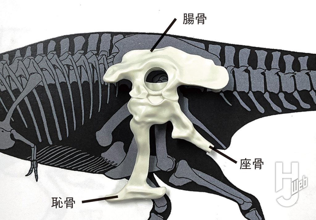 ウラベヒロト製作「プラノサウルス　ティラノサウルス」恥骨製作途中