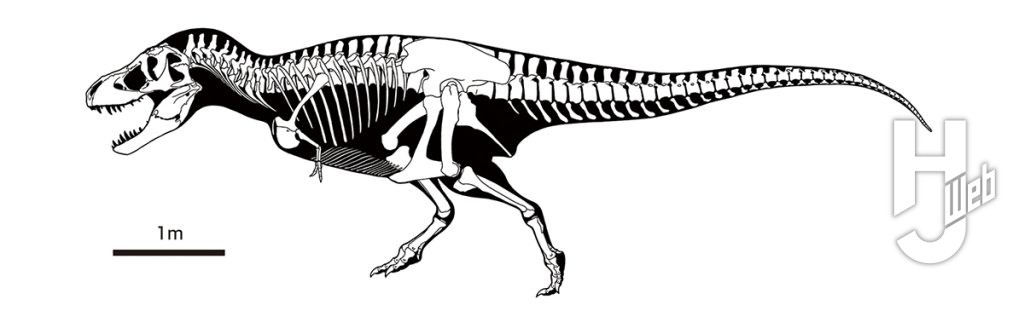 ティラノサウルス骨格図２