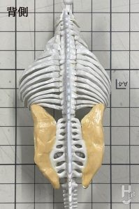 ウラベヒロト（アーミック） 製作「トリケラトプス」製作途中13