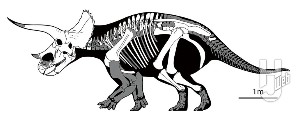 Triceratops sp. MOR 3027 “Yoshi’s Trike”トリケラトプスの未定種（MOR 3027）