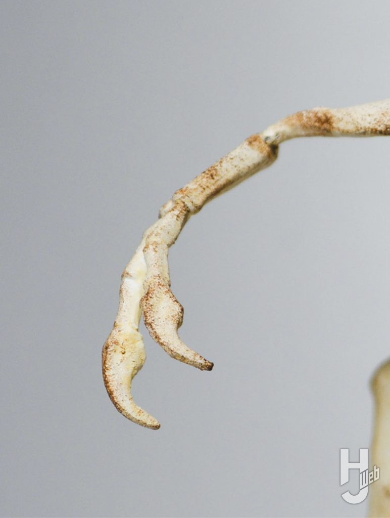 ウラベヒロト製作「デュオニクス」前足爪