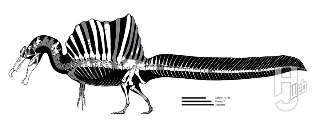 スピノサウルス骨格図