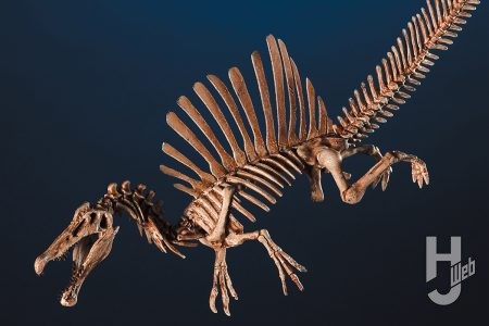 『ジュラシックワールド』等で話題の「スピノサウルス」を最新復元!! 実物大の復元骨格にも負けない「リアル」な佇まいに注目【プラノサウルス復元プロジェクト】