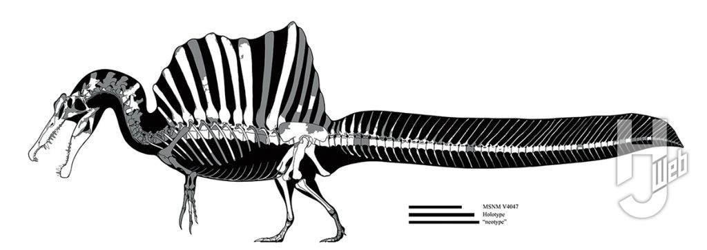 スピノサウルス骨格図