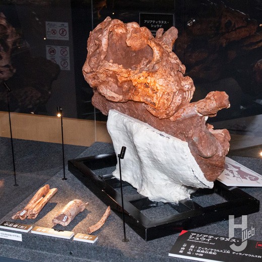 開館25周年記念特別展「獣脚類2025~「フクイ」から探る恐竜の進化~」
展示4