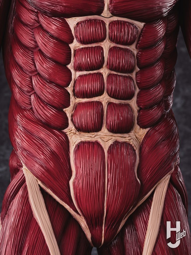 メガソフビ 超大型巨人の腹部の画像