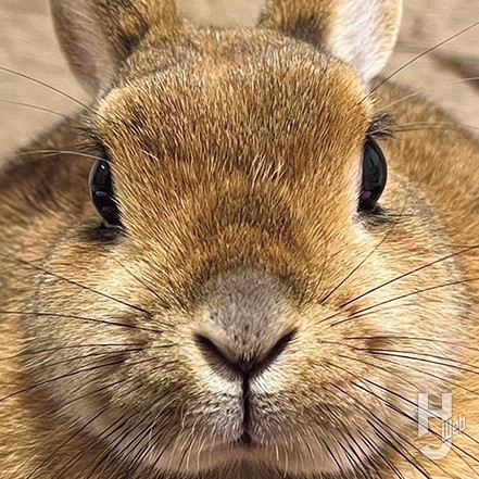 えぬせさんのアイコン画像