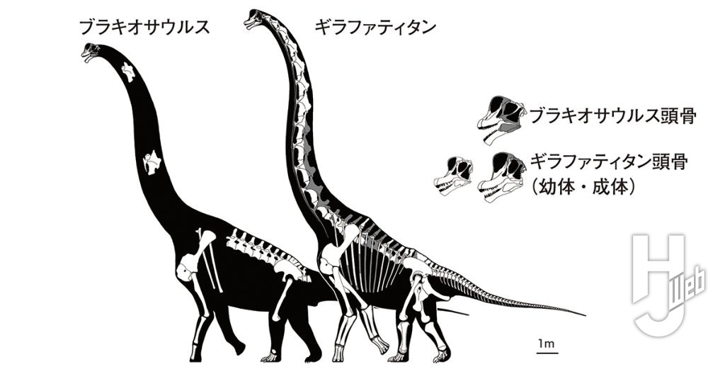 ブラキオサウルスとギラファティタンの骨格図