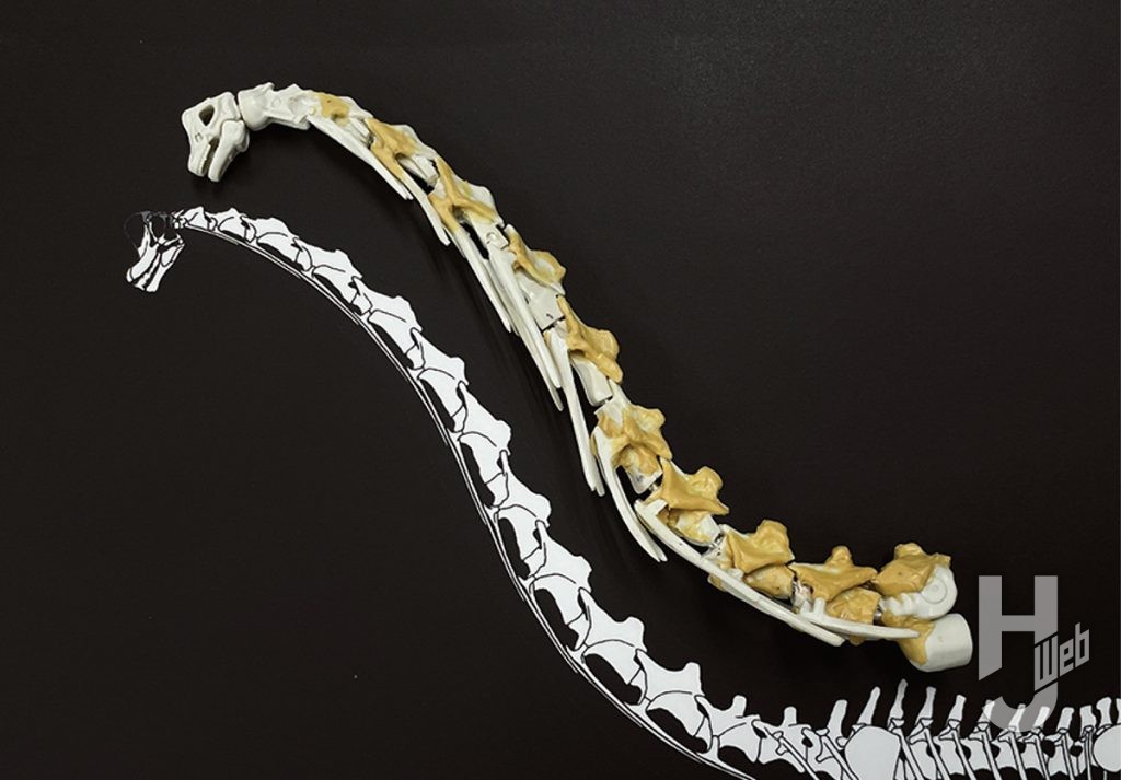 ウラベヒロト製作「ギラファティタン」製作途中頸椎繋げ骨格図と比較