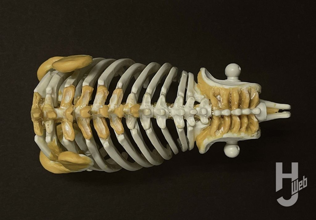 ウラベヒロト製作「ギラファティタン」製作途中肩甲鳥口骨と骨盤周辺