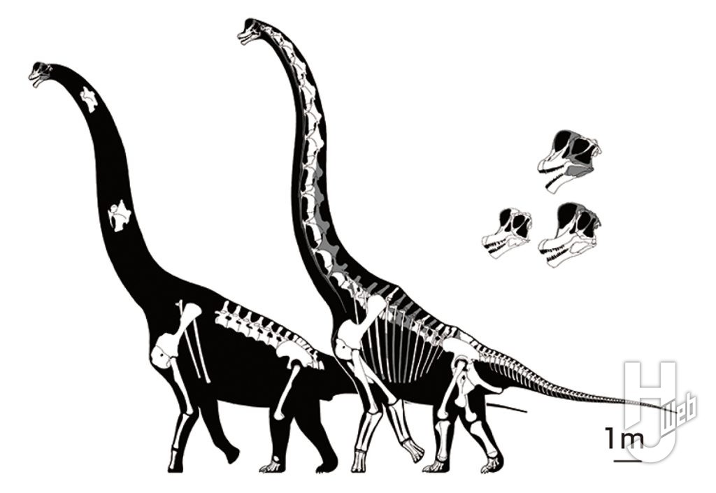 ブラキオサウルスとギラファティタンの骨格図2
