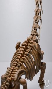 ウラベヒロト製作「ギラファティタン」背骨アップ