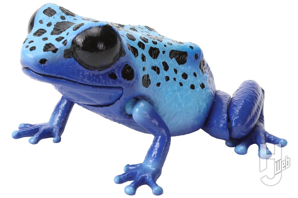 いきもの大図鑑レプティのコバルトヤドクガエルの画像
