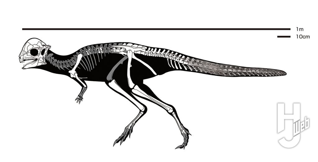 ザヴァケファレ骨格図