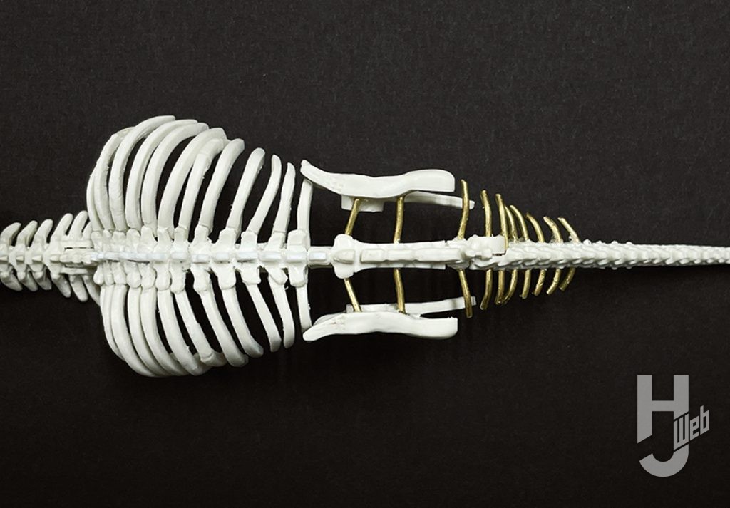 ウラベヒロト製作「ザヴァケファレ」製作途中肋骨上面1