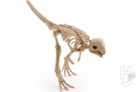 衝撃の新発見「ザヴァケファレ・リンポチェ」を「プラノサウルス アンキロサウルス」を基に骨格再現！パキケファロサウルス類の真の姿をご覧あれ【プラノサウルス復元プロジェクト】