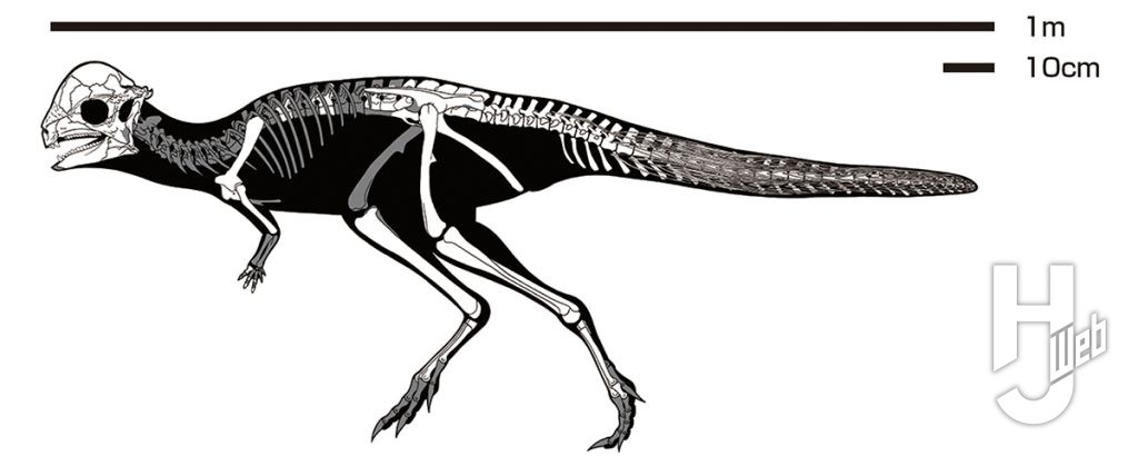 ザヴァケファレ骨格図