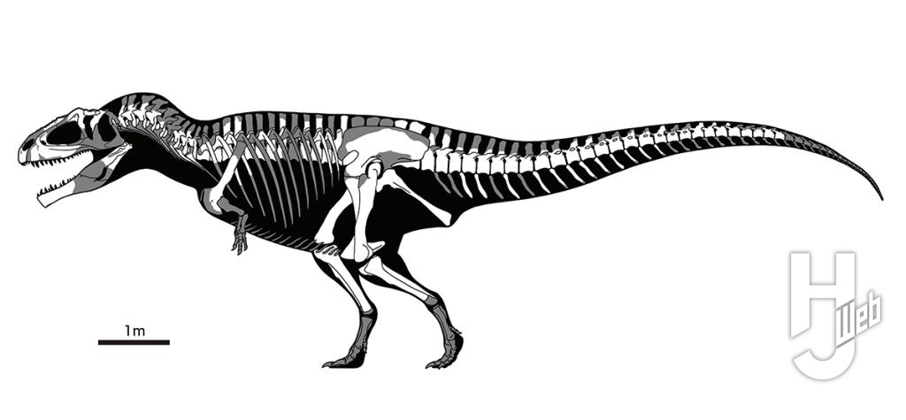 ギガノトサウルス骨格図