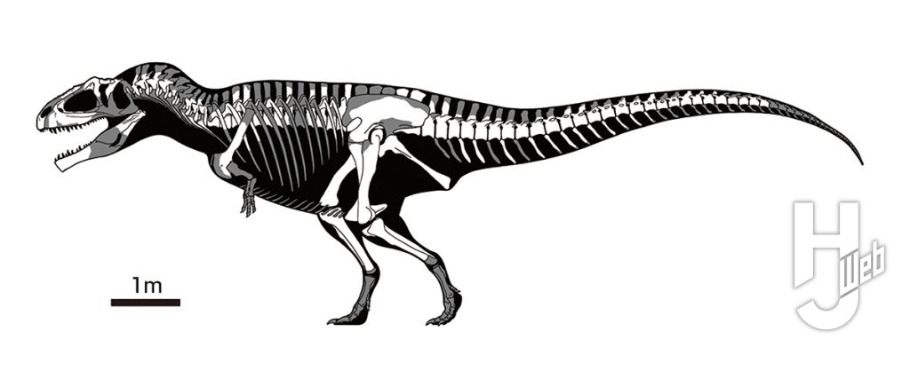 ギガノトサウルス骨格図