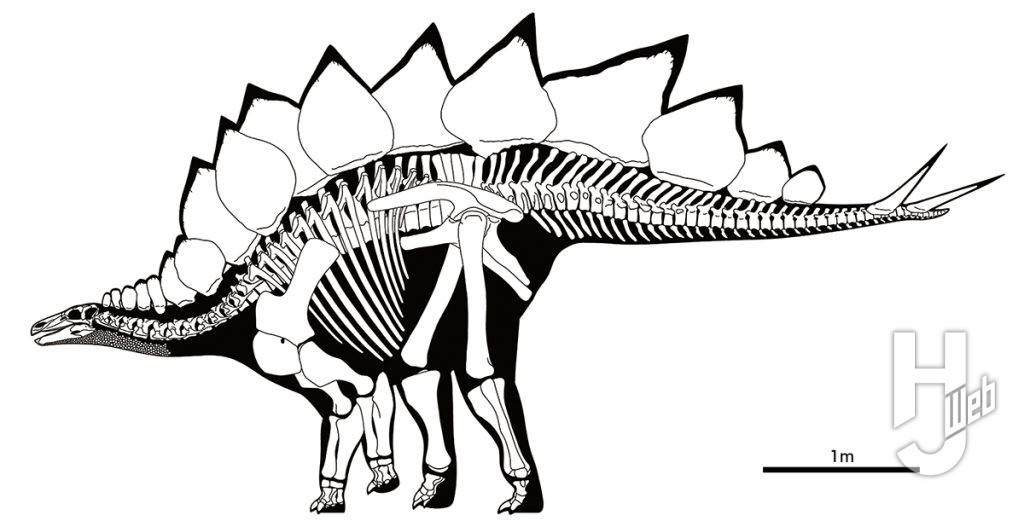 ステゴサウルス骨格図イラスト