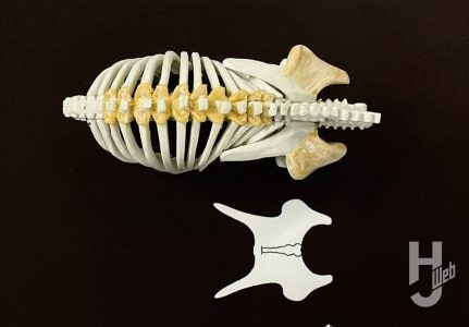 ウラベヒロト製作「ステゴサウルス」製作途中肋骨