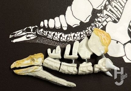 ウラベヒロト製作「ステゴサウルス」製作途中頭蓋調整