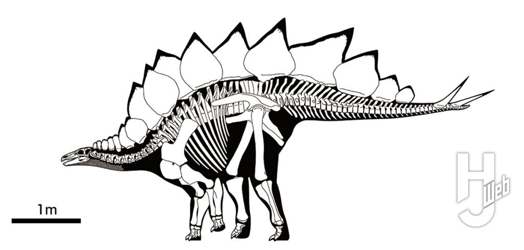 ステゴサウルス骨格図イラスト