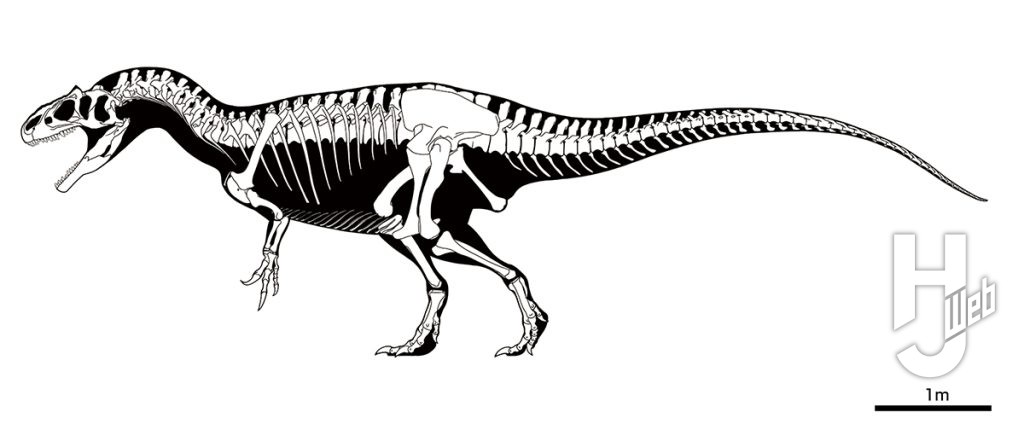 アロサウルス骨格図イラスト