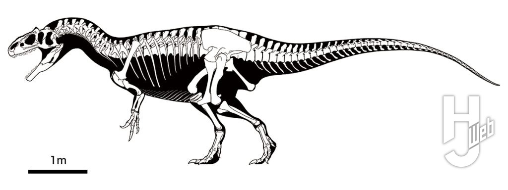 アロサウルス骨格図イラスト
