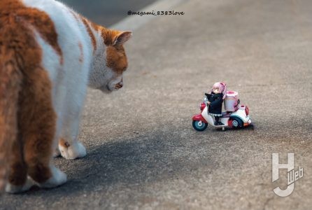 ソルト流写真「DTAイノセンティアと猫」