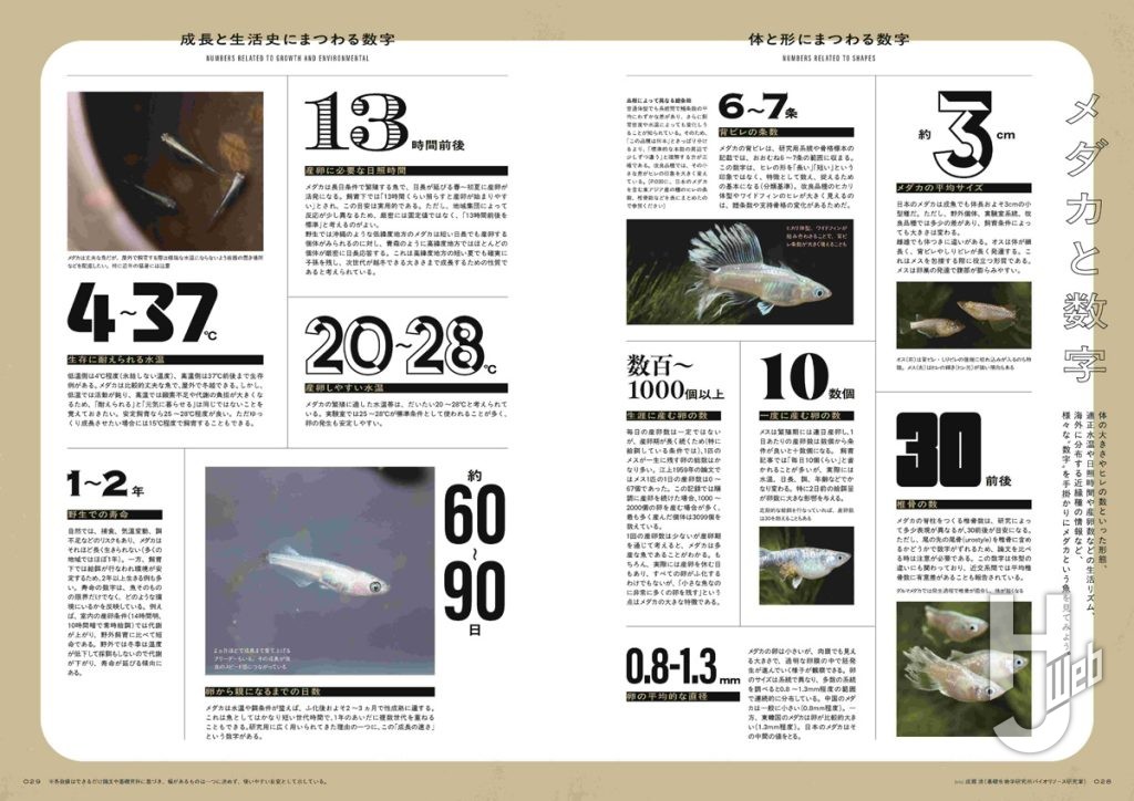 メダカの学校26春サンプル2