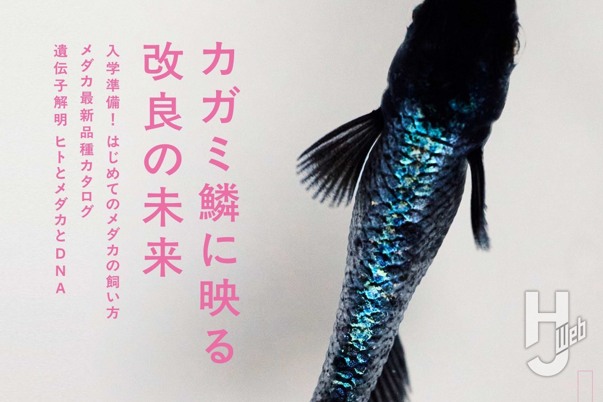 本日発売】「メダカの学校 2026 SPRING」【HJいきもの部】 – Hobby