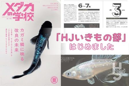 「HJいきもの部」始動！ 5月29日発売「メダカの学校 2026 SPRING」の魅力に迫る!!