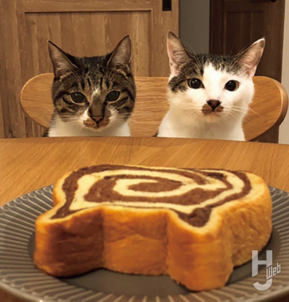 こんたの飼い猫とネコ食パン