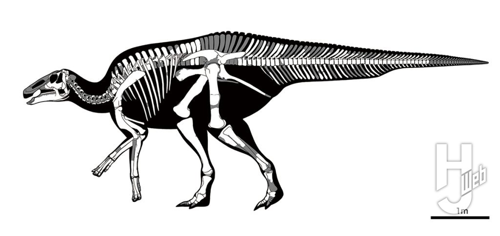 カムイサウルス骨格図イラスト