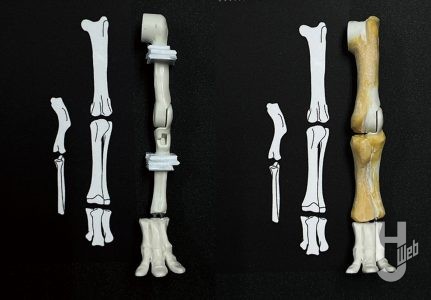 ウラベヒロト製作「カムイサウルス」製作中後肢