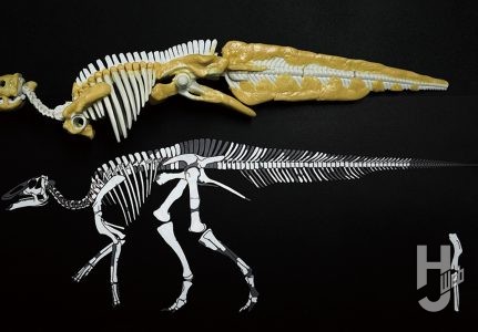 ウラベヒロト製作「カムイサウルス」製作中尻尾2