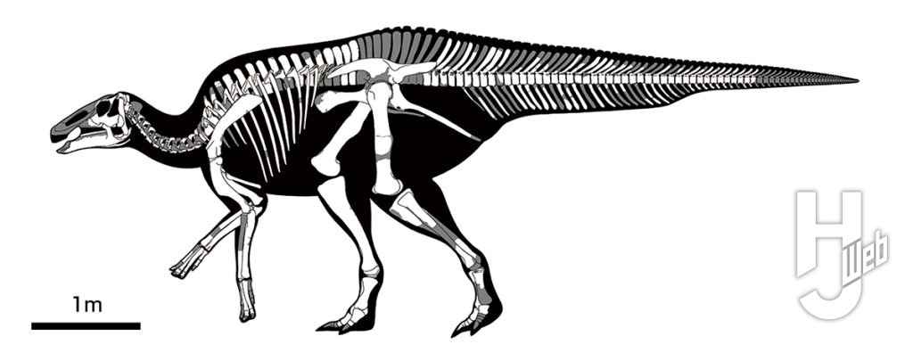 カムイサウルス骨格図イラスト