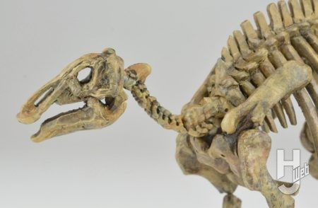ウラベヒロト製作「カムイサウルス」顔アップ横
