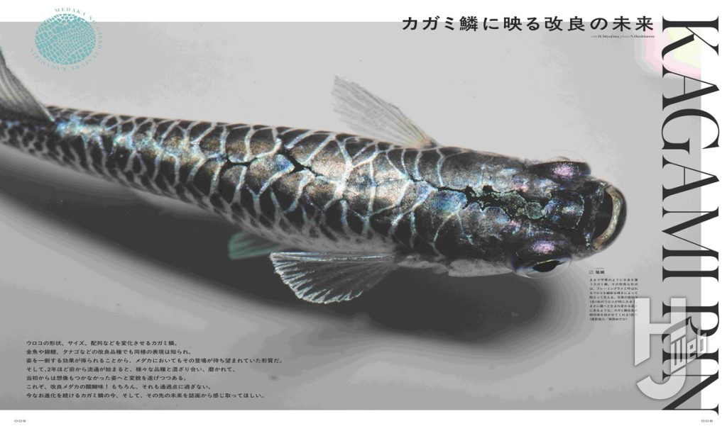 メダカの学校26春サンプル1