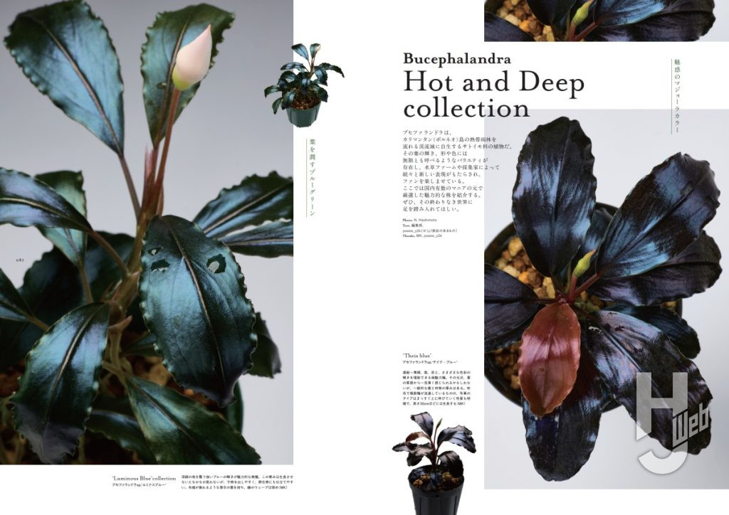 珍奇植物サンプル7