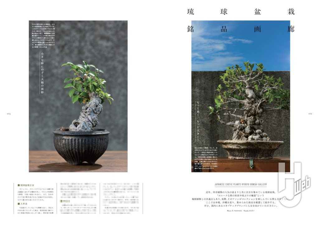 珍奇植物サンプル6