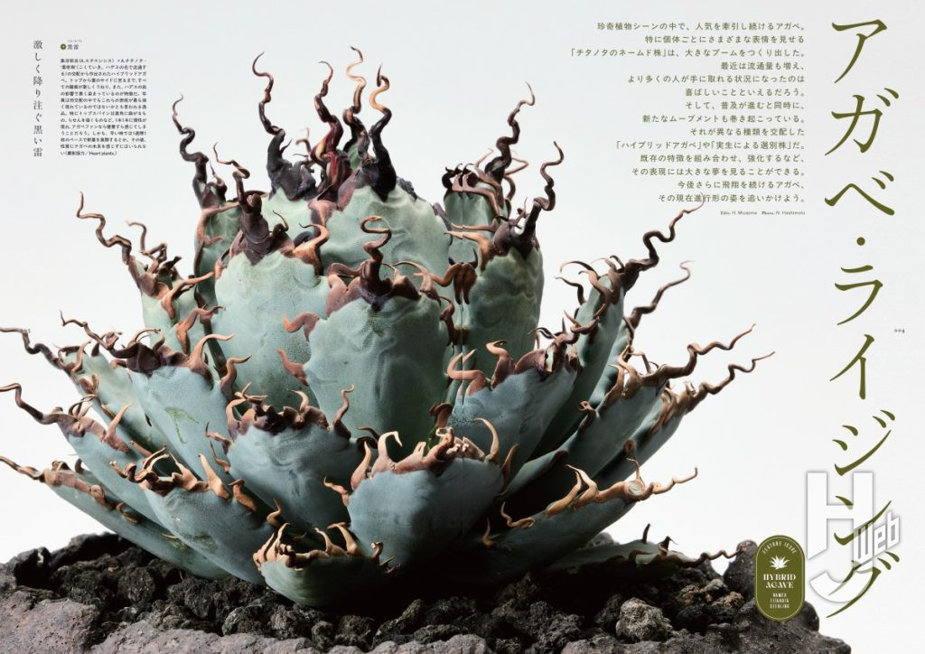 珍奇植物サンプル1